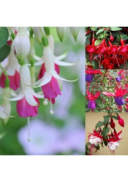 25'li Karışık Renk Fuchsia Çiçeği Tohumu + 10'lu Hollanda Gülü Çiçek Tohumu