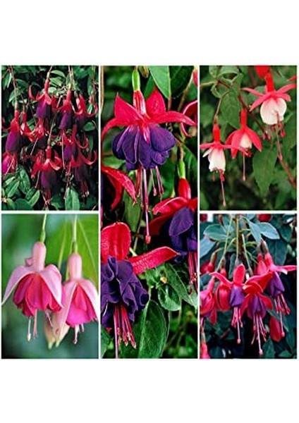 100'lü Karışık Renk Fuchsia Çiçeği Tohumu + 10'lu Kırmızı Orkide Çiçek Tohumu