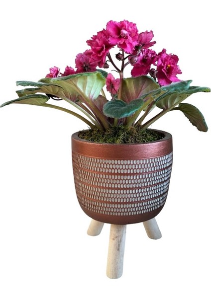 Koyu Pembe Menekşe Ayaklı Bakır Renk Saksıda