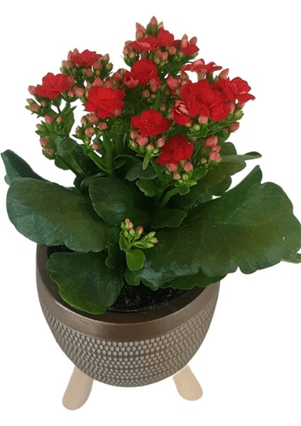 Kırmızı Kalanşo Gold Damla Saksıda Kalanchoe fiyatları
