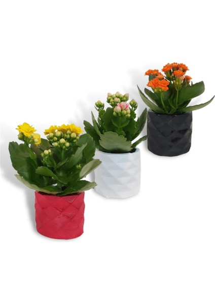 Kalanchoe 3'lü Set Dekoratif Saksıda