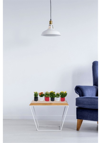 Kalanchoe 3'lü Set Dekoratif Saksıda