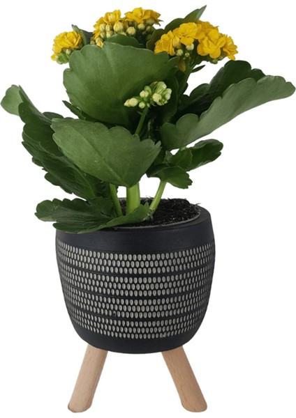 Sarı Kalanşo Siyah Damla Saksıda Kalanchoe