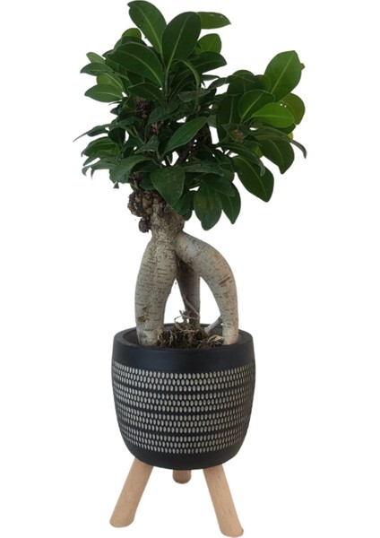 Ficus Ginseng Bonsai | Siyah Damla Saksıda