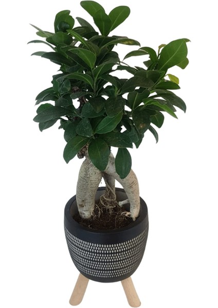 Ficus Ginseng Bonsai | Siyah Damla Saksıda fiyatları