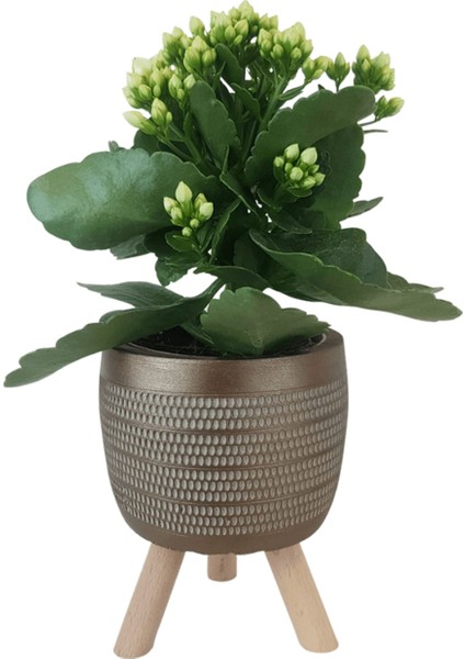 Beyaz Kalanşo Gold Damla Saksıda Kalanchoe