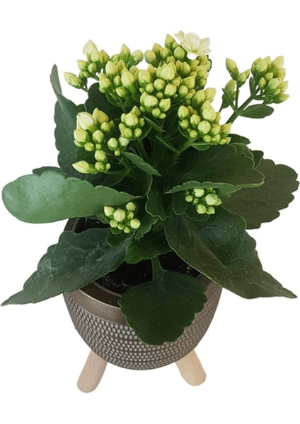 Beyaz Kalanşo Gold Damla Saksıda Kalanchoe fiyatları