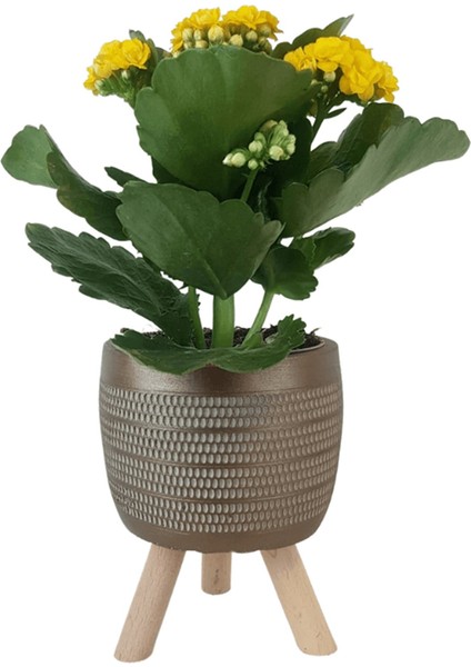 Sarı Kalanşo Gold Damla Saksıda Kalanchoe