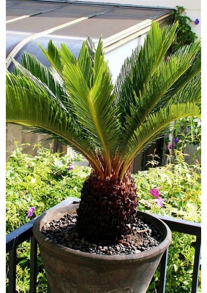 Sikas-Japon Sago Palmiyesi 40 cm indirimleri