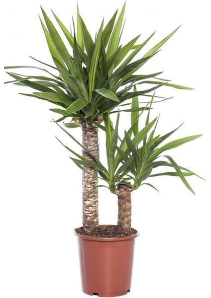 Yuka Yucca 2 Kök