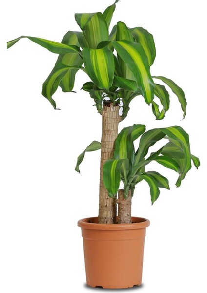 Dracaena Massangeana (2 KÖK-100 Cm)