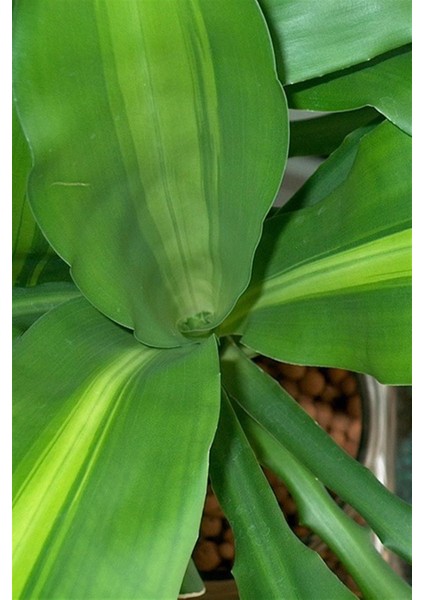 Dracaena Massangeana (2 KÖK-100 Cm) fiyatları