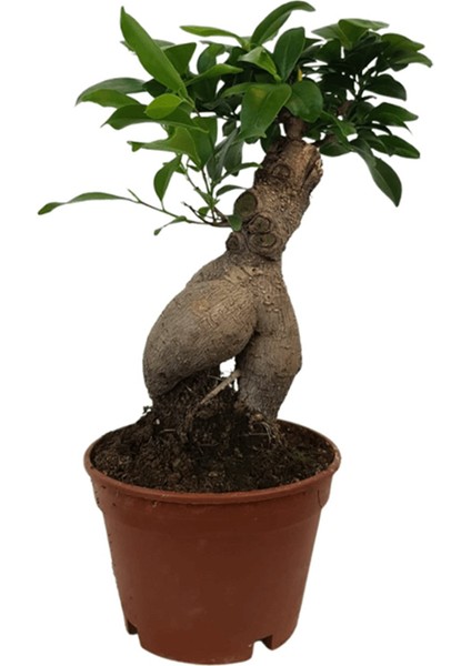 Ficus Ginseng Bonsai