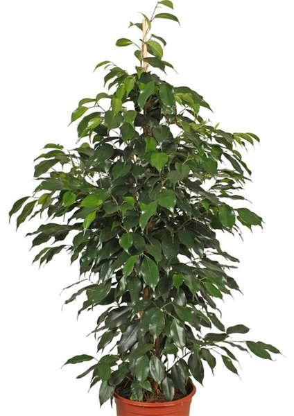 Benjamin 100 cm modelleri