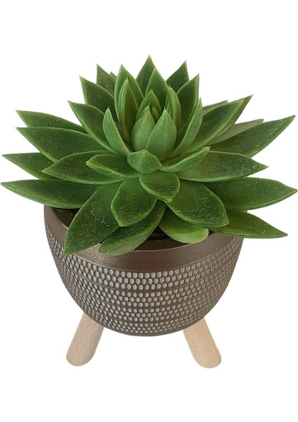 Echeveria Agavoides Gold Damla Saksıda fiyatları