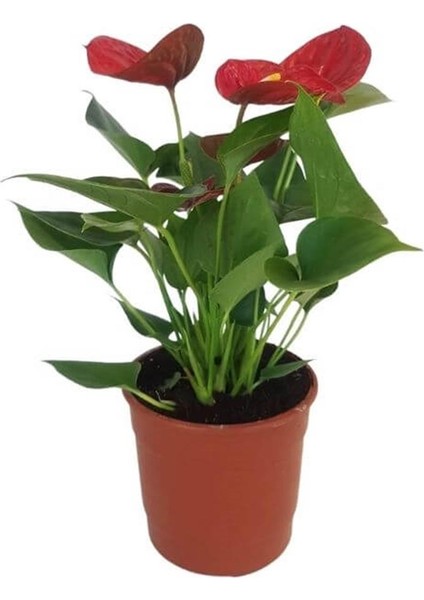 Mini Antoryum Flamingo Çiçeği