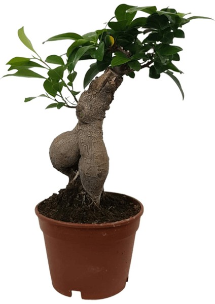 Ficus Ginseng Bonsai