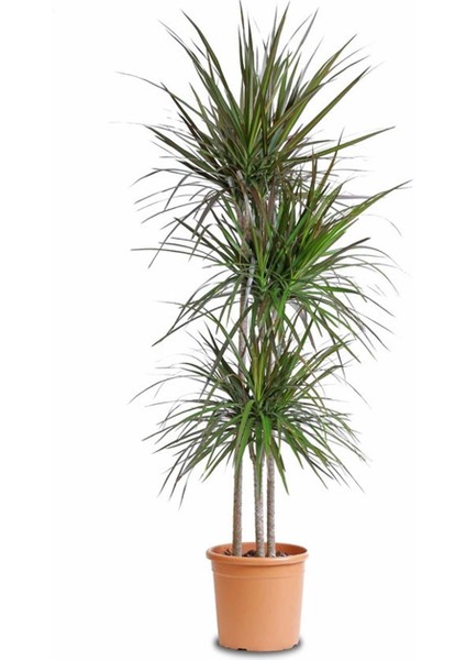 Dresena (2 KÖK-100 Cm)