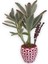 Sukulent Kalanchoe Tomentosa Pembe Beyaz Saksıda 1