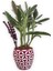 Sukulent Kalanchoe Tomentosa Pembe Beyaz Saksıda 3