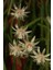 Rhipsalis Pilocarpa Askılı Saksıda 2