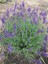 100 Adet Açık Köklü Angustifolia Lavanta Fidesi Fidanı 1