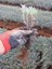 100 Adet Açık Köklü Angustifolia Lavanta Fidesi Fidanı 2