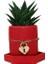 Sukulent Haworthia Kırmızı Saksıda 1