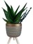 Sukulent Aloe Brevifolia | Ayaklı Gold Saksıda 1