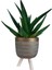 Sukulent Aloe Brevifolia | Ayaklı Gold Saksıda 2