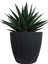Gasterhaworthia Antrasit Sümela Saksıda 1