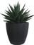 Gasterhaworthia Antrasit Sümela Saksıda 3