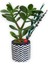 Sukulent Crassula Ovata Siyah Beyaz Saksıda 1