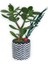 Sukulent Crassula Ovata Siyah Beyaz Saksıda 2