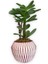 Sukulent Crassula Ovata Pembe Çizgili Saksıda 2