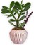 Sukulent Crassula Ovata Pembe Çizgili Saksıda 3