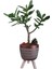 Sukulent Crassula Ovata Ayaklı Bakır Renk Saksıda 2