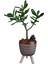 Sukulent Crassula Ovata Ayaklı Bakır Renk Saksıda 3