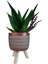 Sukulent Aloe Brevifolia | Ayaklı Bakır Renk Saksıda 1