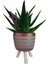 Sukulent Aloe Brevifolia | Ayaklı Bakır Renk Saksıda 2