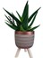 Sukulent Aloe Brevifolia | Ayaklı Bakır Renk Saksıda 3