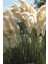 Pampas Otu Püsküllü Saz 1