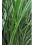 Yeşil Carex Bitkisi x 50 Ad 1