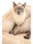 Premium Visco Kedi Yatağı Camel Medium 50X70X22 cm 2