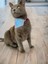 Blue Bunny Kedi Bandana, Fular, Kedi Kıyafeti Kedi Elbisesi 3