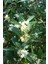 Kokulu Zeytin Fidanı 40-60 cm 1