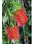 Karla Botanik Fırça Çalısı Callistemon (15~20 Cm) 3