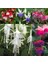 100'lü Karışık Renk Fuchsia Çiçeği Tohumu + 10'lu Kırmızı Gül Çiçek Tohumu 1