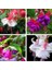 10'lu Karışık Renk Fuchsia Çiçeği Tohumu + 10'lu Kırmızı Gül Çiçek Tohumu 1