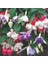 100'lü Karışık Renk Fuchsia Çiçeği Tohumu + 10'lu Kırmızı Gül Çiçek Tohumu 1